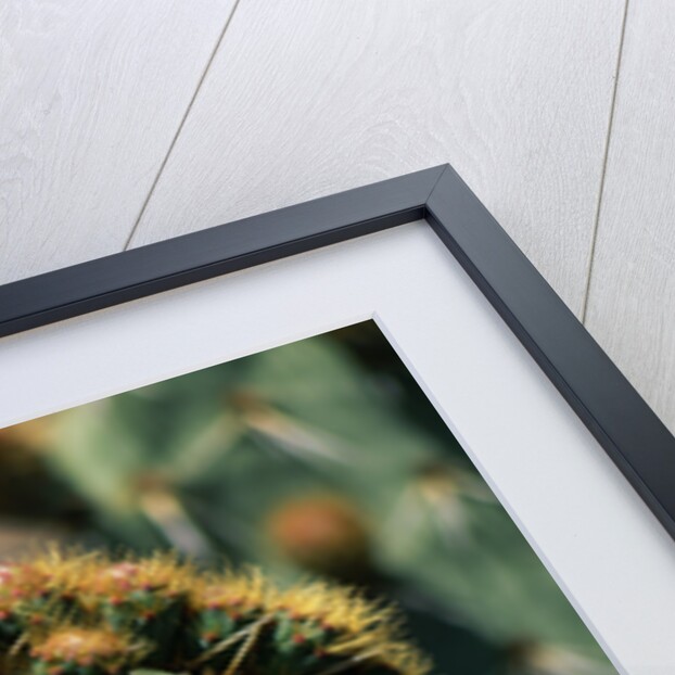 Flowering Nopal Cacti by Anonymous