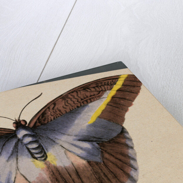 Colorful Butterfly by Anonymous