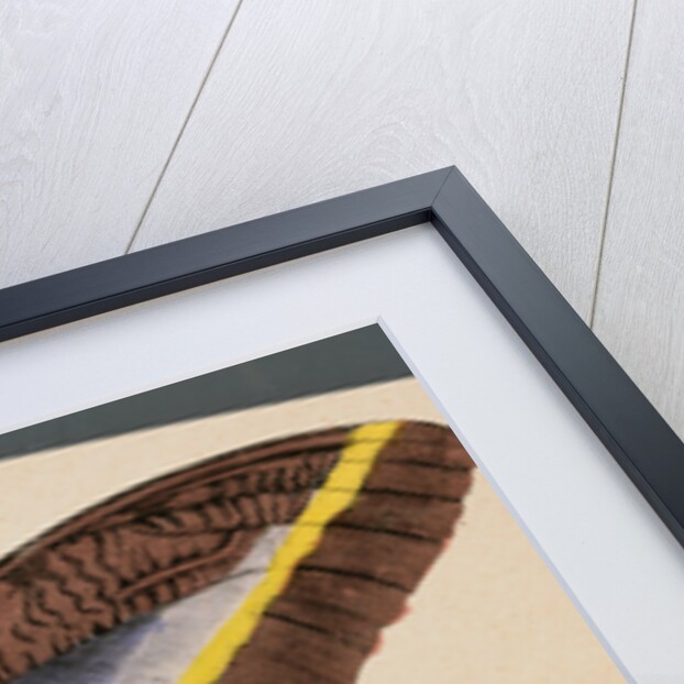 Colorful Butterfly by Anonymous