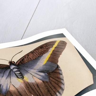 Colorful Butterfly by Anonymous