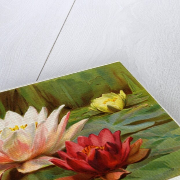 Hardy Water-Lilies by Anonymous