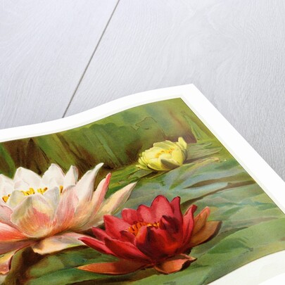 Hardy Water-Lilies by Anonymous