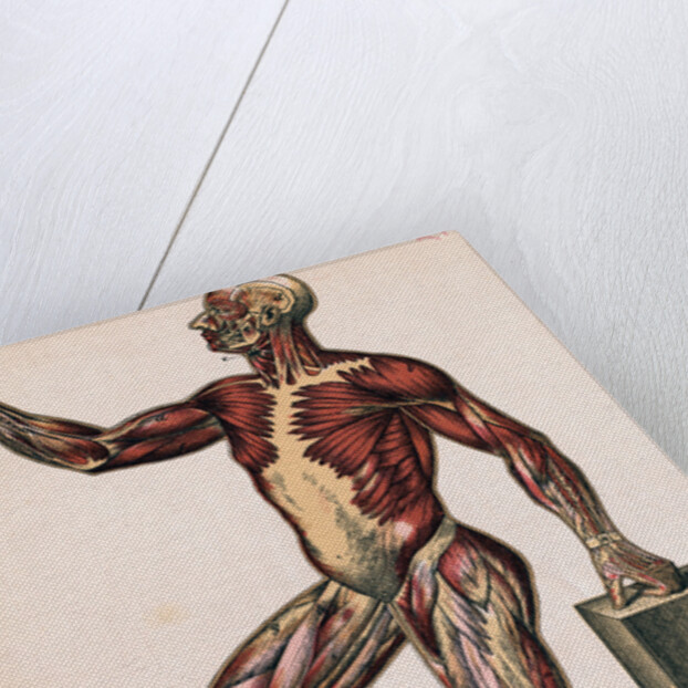 Profile of Medical Diagram on Man's Body by Anonymous