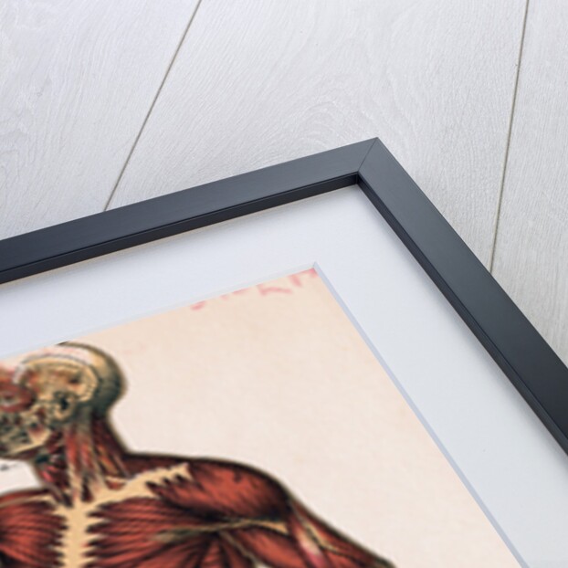 Profile of Medical Diagram on Man's Body by Anonymous