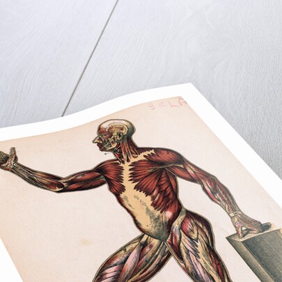 Profile of Medical Diagram on Man's Body by Anonymous