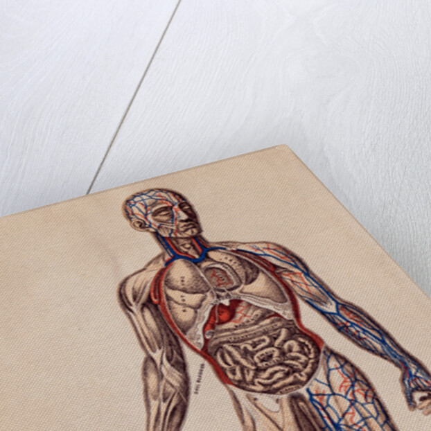 Medical Diagram of a Man's Body by Anonymous