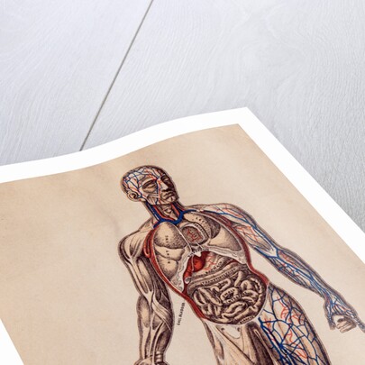 Medical Diagram of a Man's Body by Anonymous