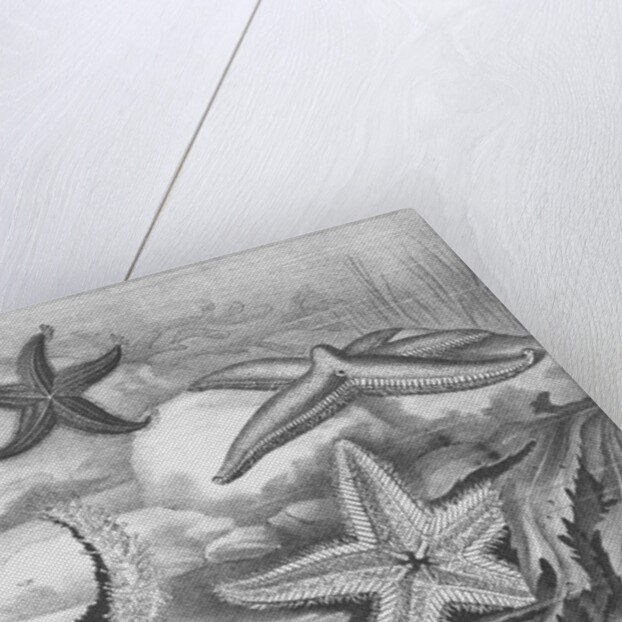 Illustrations of Star Fish by Anonymous