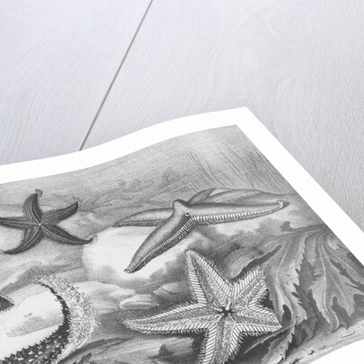 Illustrations of Star Fish by Anonymous