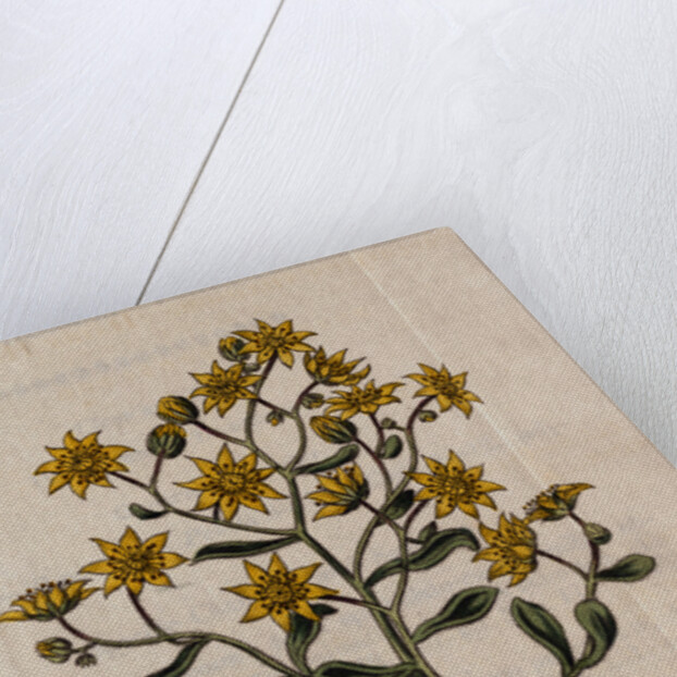 Hairy Houseleek Plant by Anonymous