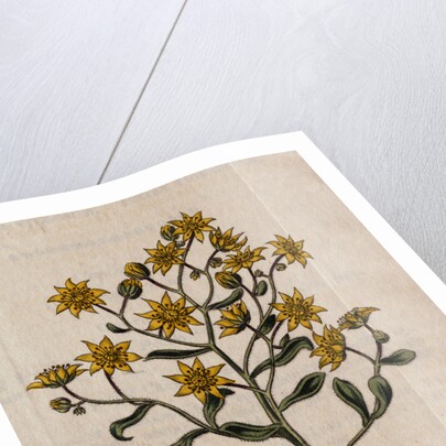 Hairy Houseleek Plant by Anonymous