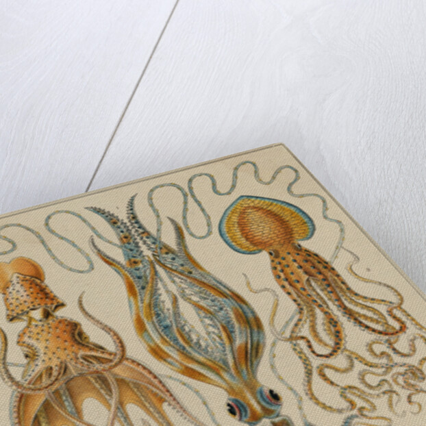 Octopods and Decapods by Anonymous