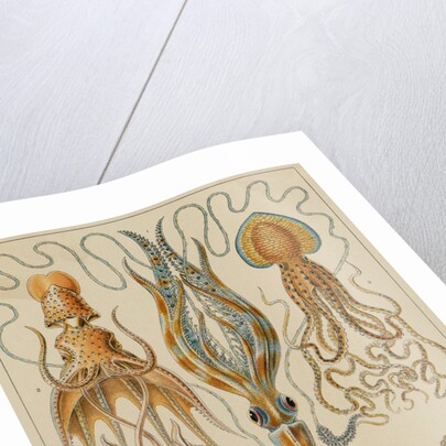 Octopods and Decapods by Anonymous