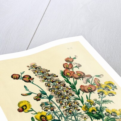 Illustration of Colorful Flowers by Anonymous