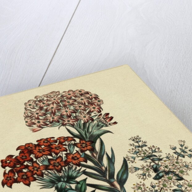 Illustration of Leafy and Colorful Flowers by Anonymous