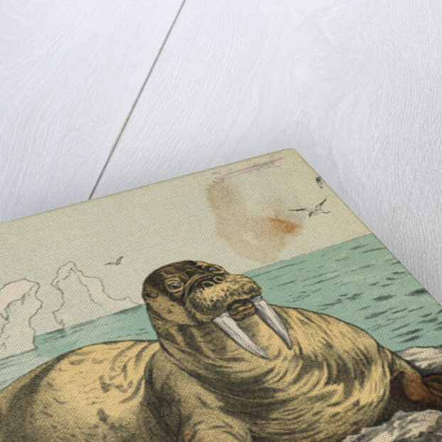 Tusked Walrus Basking on Ice by Anonymous