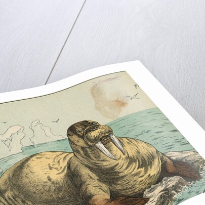 Tusked Walrus Basking on Ice by Anonymous