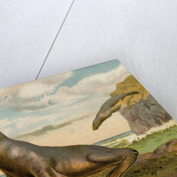 Sea Lions Playing on Shore by Anonymous