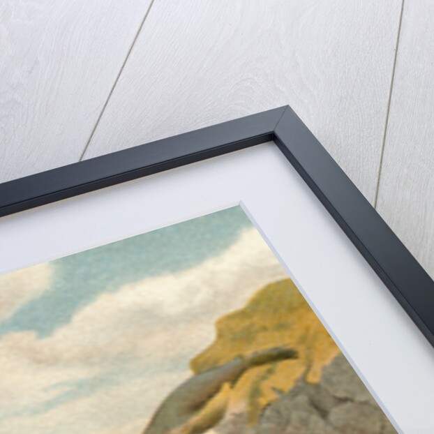 Sea Lions Playing on Shore by Anonymous