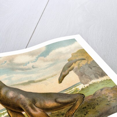 Sea Lions Playing on Shore by Anonymous