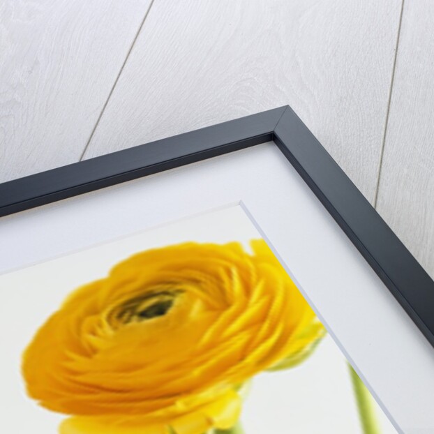 Yellow Ranunculus by Anonymous