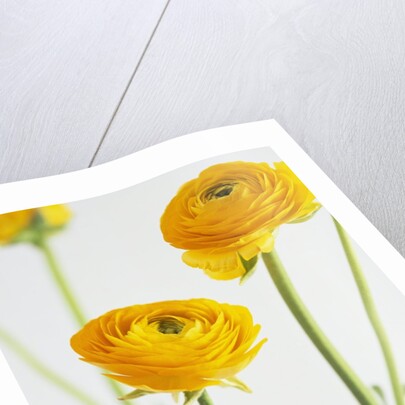 Yellow Ranunculus by Anonymous