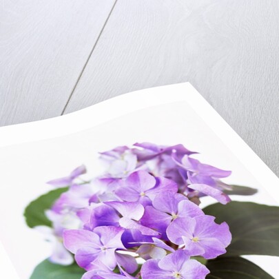 Cluster of Purple Hydrangea Flowers by Anonymous