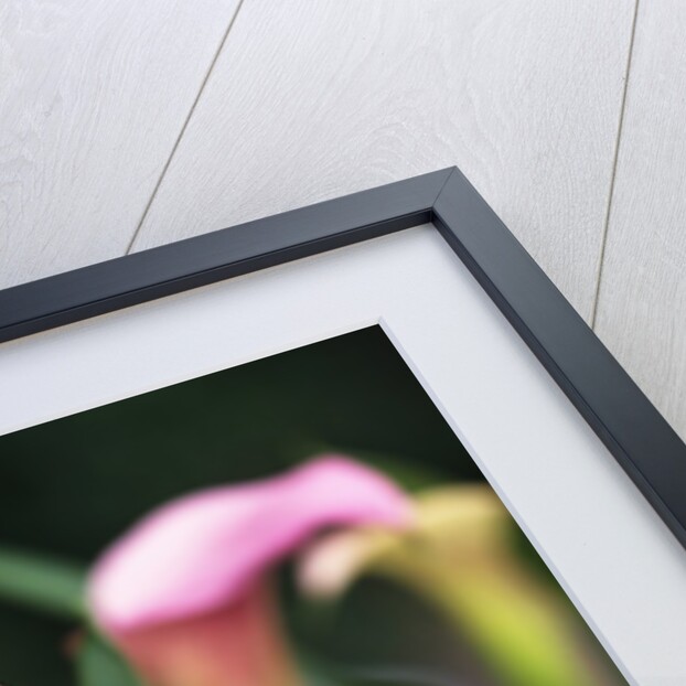 Pink Calla Lily Flowers by Anonymous