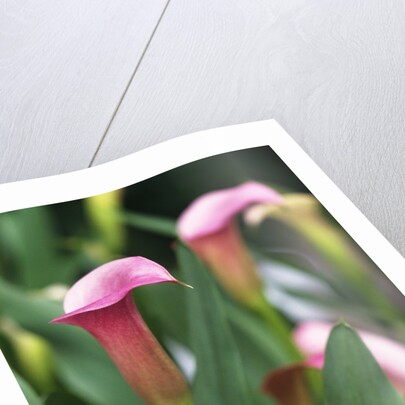 Pink Calla Lily Flowers by Anonymous