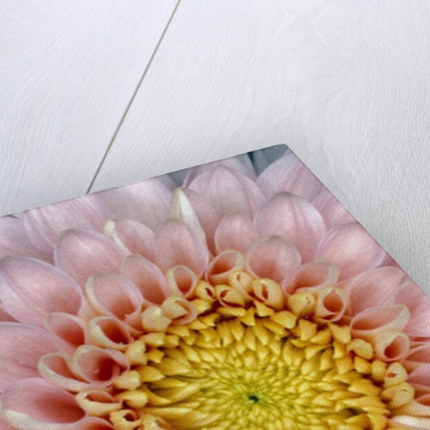 Pink Chrysanthemum Flower by Anonymous