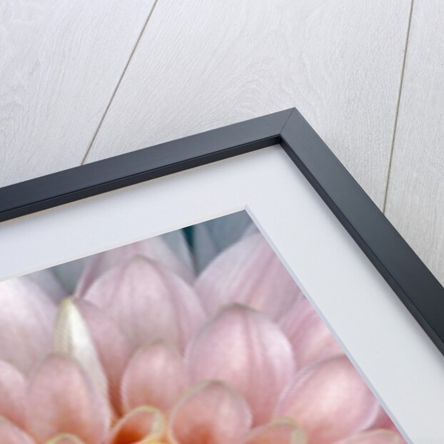 Pink Chrysanthemum Flower by Anonymous