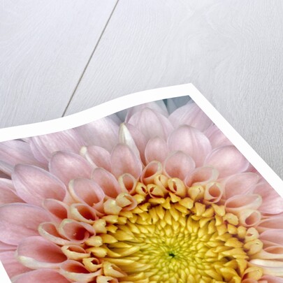 Pink Chrysanthemum Flower by Anonymous