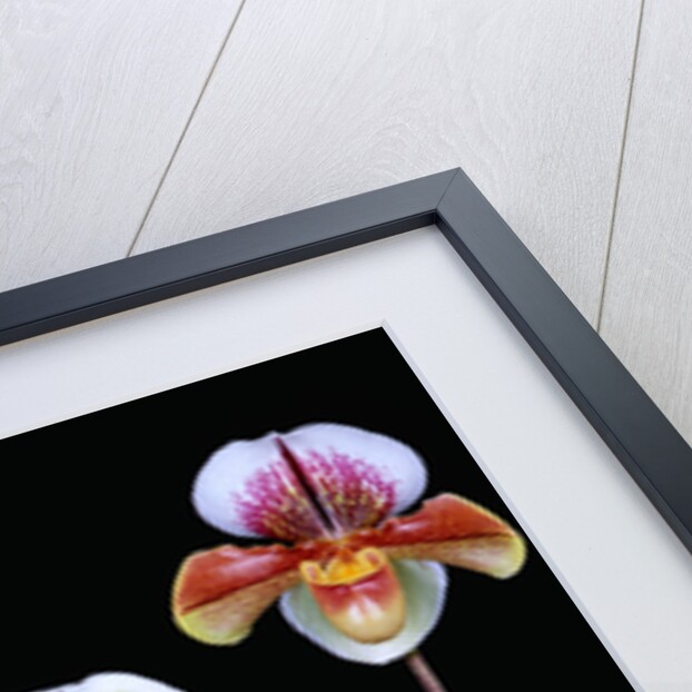Three Paphiopedilum Orchids by Anonymous