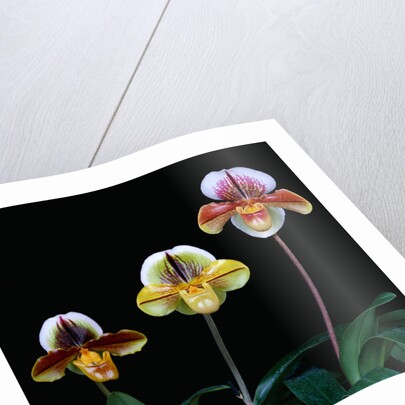 Three Paphiopedilum Orchids by Anonymous