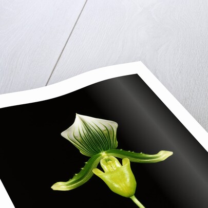 Cross-Section of a Yellow Lady's-Slipper by Anonymous