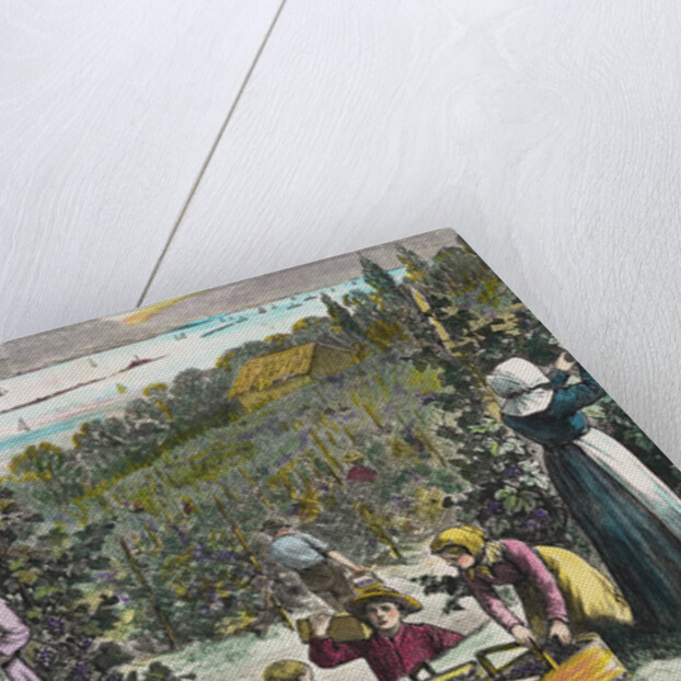 Farmers Picking Grapes on River's Edge by Anonymous