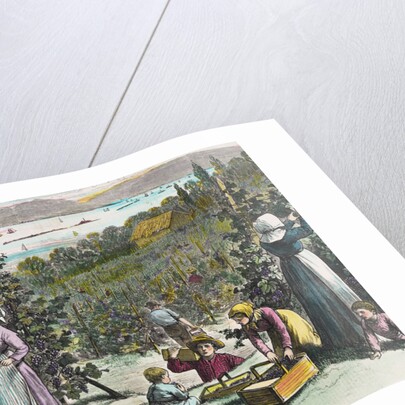 Farmers Picking Grapes on River's Edge by Anonymous