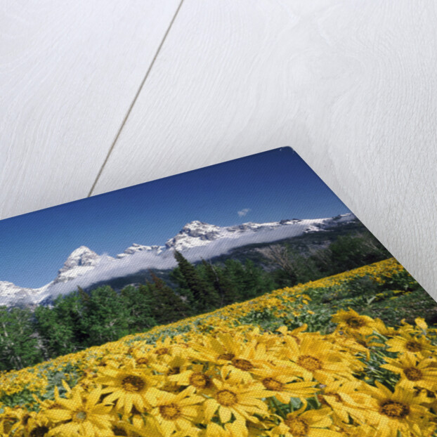 Grand Teton - Wyoming by Anonymous