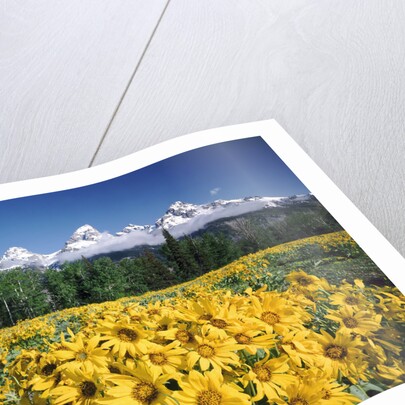 Grand Teton - Wyoming by Anonymous