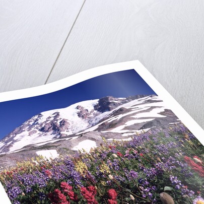 Flowers before Mount Rainier by Anonymous