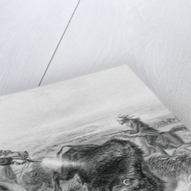 Illustration of Hunter Shooting Buffalo by Anonymous