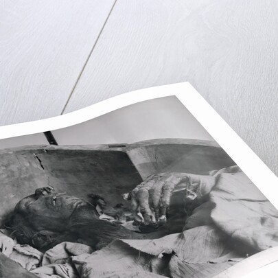 Mummy of Ramses II King of 19th Dynasty of Egypt by Anonymous