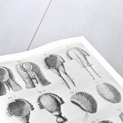 Book Illustration Showing Different Wigs by Anonymous