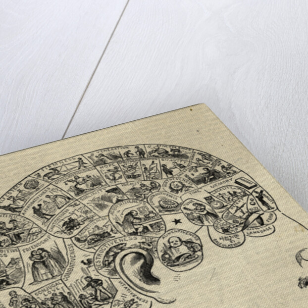 Phrenological Chart Showing Mental Functions by Anonymous