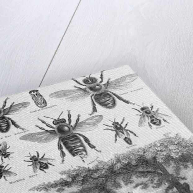 Illustration of Bees at Beekeeper at Work by Anonymous