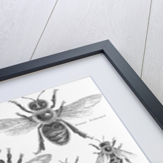 Illustration of Bees at Beekeeper at Work by Anonymous