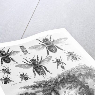 Illustration of Bees at Beekeeper at Work by Anonymous
