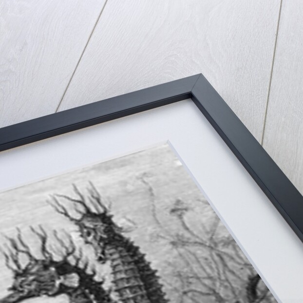 Illustration Depicting Seahorse Giving Birth by Anonymous