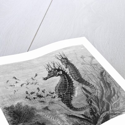 Illustration Depicting Seahorse Giving Birth by Anonymous