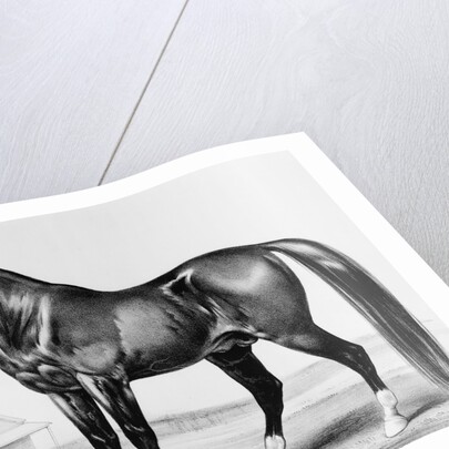 Rysdyk's Hambletonian by Anonymous